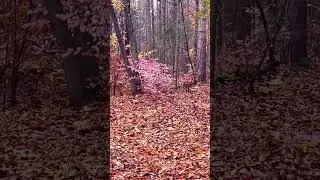 Beautiful Fall , Canada Ontario #canada #fall #hiking #nature #ontario #hike #