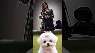 Very Good Wife Material 🤯🤣 #trending #cat #dance