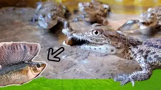 صيد السمك بالجوبيا و تأكيله للتماسيح