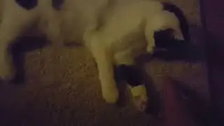 Mushroom kitteh