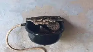Paper wasp comb inside feeding trough