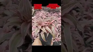 Comboset of 7 Varieties Cryptanthus ₹999 #Cryptanthus #plants #trending #indoorplants
