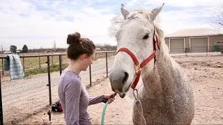Bath Time ASMR 🫧 (horse)