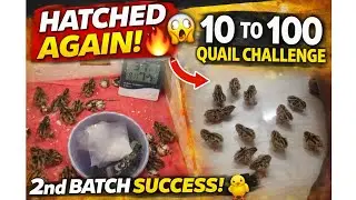 2nd Batch Eggs Hatched Successfully! 🐣🔥 | 10 to 100 Quails Challenge #10to100 #kadaivalarpu