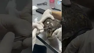 Amazing Repair of a Tortoise Shell!