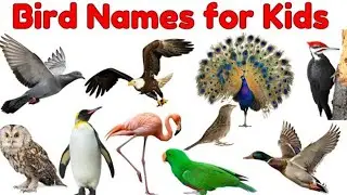 Birds Name | अ से अनार | Bird Vocabulary | Birds Name in English | Bird Name For Children |Kids Gyan