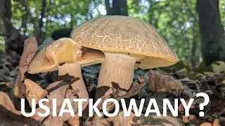 Borowik usiatkowany czy Koźlarz? Grzybobranie przelotem w czasie pory suchej.