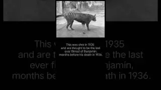 #extinctanimals #tasmaniantiger #scientist #DNA #mysterious #trending #shorts #viral #tiger #animal