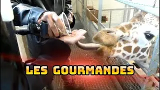 DEVENEZ SOIGNEUR AU PARC ANIMALIER D'AUVERGNE