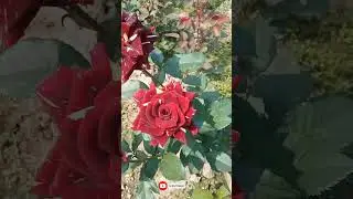 Abracadabra Rose Flower🌹🌹❤❤