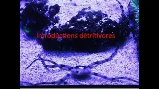 Introduction de mes seconds détritivores aquarium marin (récifal)