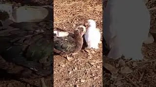 Yeni lal ördək aldım 🦆🪽🦆