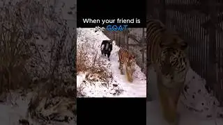 Animals That Shouldn&rsquo;t Be Friends&hellip; But Are 🤯