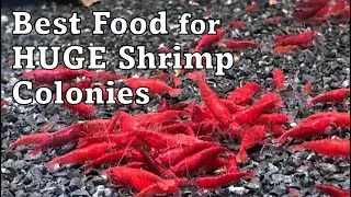 Best Shrimp Food for Breeding