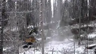 Logging Tamaracks after fire Rick Hubble