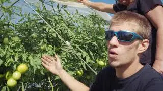 Farm To Table Northern Ontario: Family Roots Farm