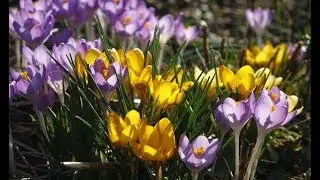 Crocuses and bumblebees: My wildlife allotment in February