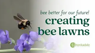 Bee Better for Our Future! Bee Lawns & Sustainable Gardening