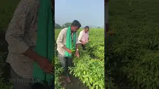 Green Chilli Farming since 26 Years #shorts