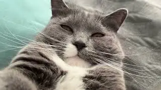 The Happiest Cat in the World | ASMR Cat House