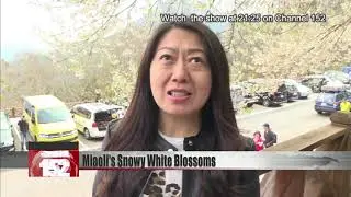 Masses of white blossoms in Shei-Pa National Park in Miaoli provide relief from virus pani...