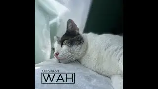 Wah | ArmyFrog (Official Audio)