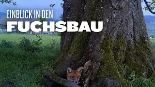 Einblick in den Fuchsbau