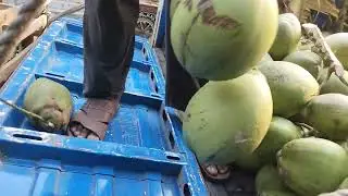 Coconut Supplier // 9830989866// Minimum Order Quantity 2000 Piece #greencoconut