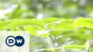 Green lungs for West-African city | Africa on the move