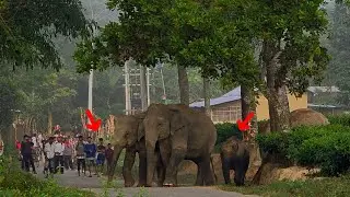 2 February 2026 #assam #animals #wildlife #viralvideo 