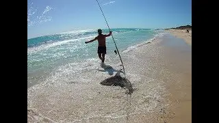 Perth Area Beach Fishing & Ballooning - Spinner Shark, Snapper & Wobbegong