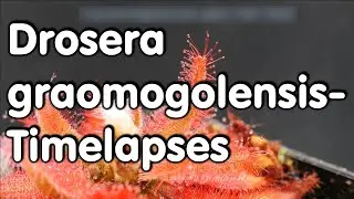Drosera graomogolensis Timelapses