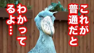 【現実に戻る】ハシビロコウふたばちゃんのイベント後!【夏のふたば2025-14】Futaba, Shoebill  summer 2025-14　掛川花鳥園