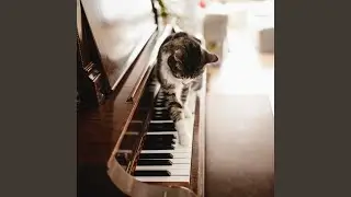 Feline Comfort in Piano