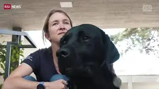 Un labrador come custode | RSI Info