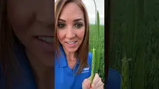 Sphaerex Head Scab Fungicide in wheat