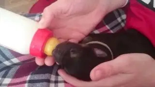 German shepherd. Bottle feeding.