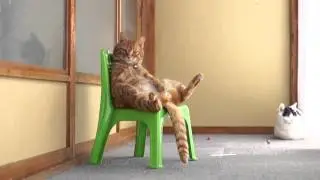 Un chat assis sur une chaise - Cat chilling sitting on a chair