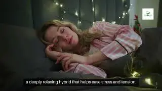 Struggling with PTSD or Anxiety? Here Are the Top Cannabis Strains in TX