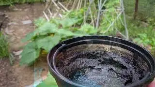 Transform Your Garden with Used Coffee Grounds: Permaculture Gardening Tips