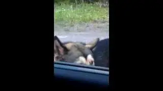 Varg eller // Wolf or.....?
