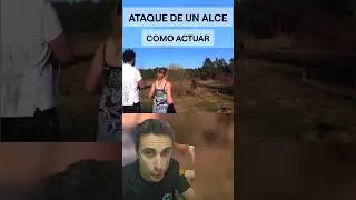 Ataque de un Alce, funcionar&aacute; con un Toro?. #curiosidades #supervivencia #emergencia