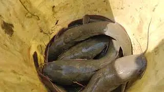 Best Fish Trap 2021 | Hand Fishing For Catfish - Best ways to catch catfish