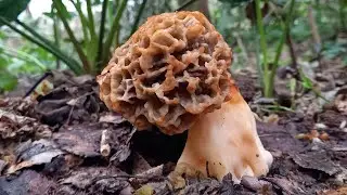 Όμορφες μορχέλες...Morchella vulgaris & auricularia-auricula-judae & agrocybe cylindracea. 27/3/23