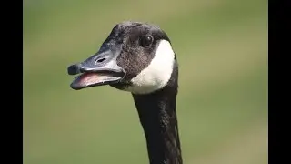 Lampstand gets killed by geese!?!?!(gone wrong)