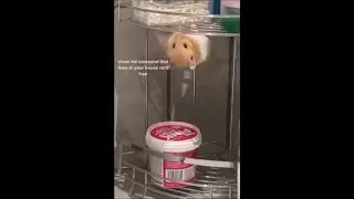 Golden Hamster Doing Some Clean Pull UPS