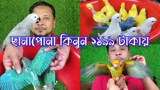 ছানাপোনা কিনুন ২১৯৯ টাকায় | RK Khan Aviary BD থেকে