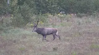 JELENIA RUJA 2020/ RED DEER RUT 2020 / RYKOWISKO 2020 / HIRSCHBRUNFT ROHREN 2020