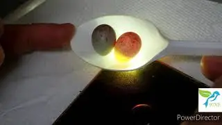 Speratura nido di canarini allevamento Luciopal, dopo quanti giorni nascono ?
