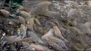 Inside the largest indoor tilapia facility in the USA: A vet student&rsquo;s unique rotation experience